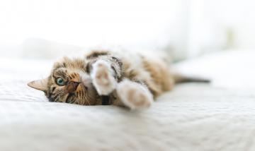 Как избавиться от неприятных запахов в доме или квартире?